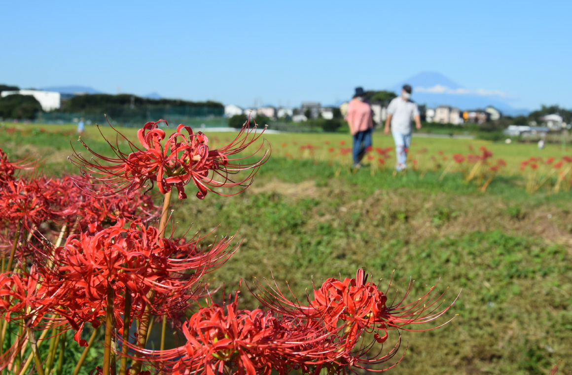 小出川彼岸花まつりに行ってみよう！