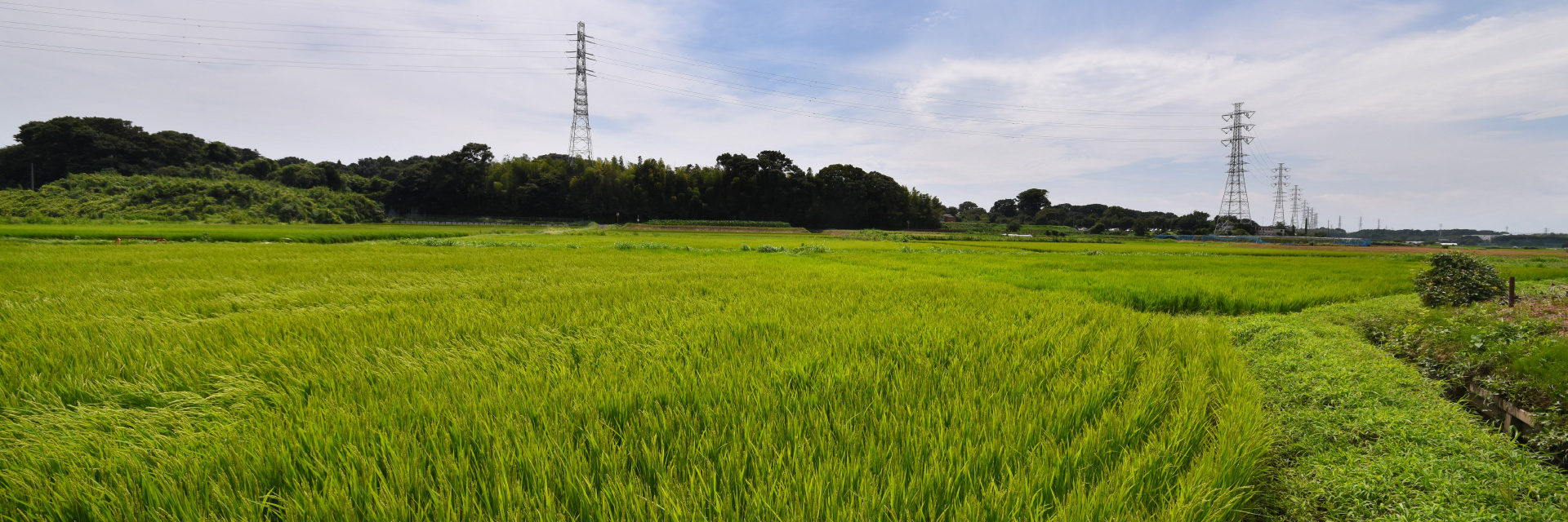 小出川沿いの風景