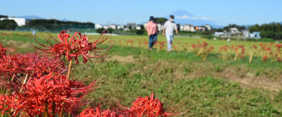 小出川沿いの風景