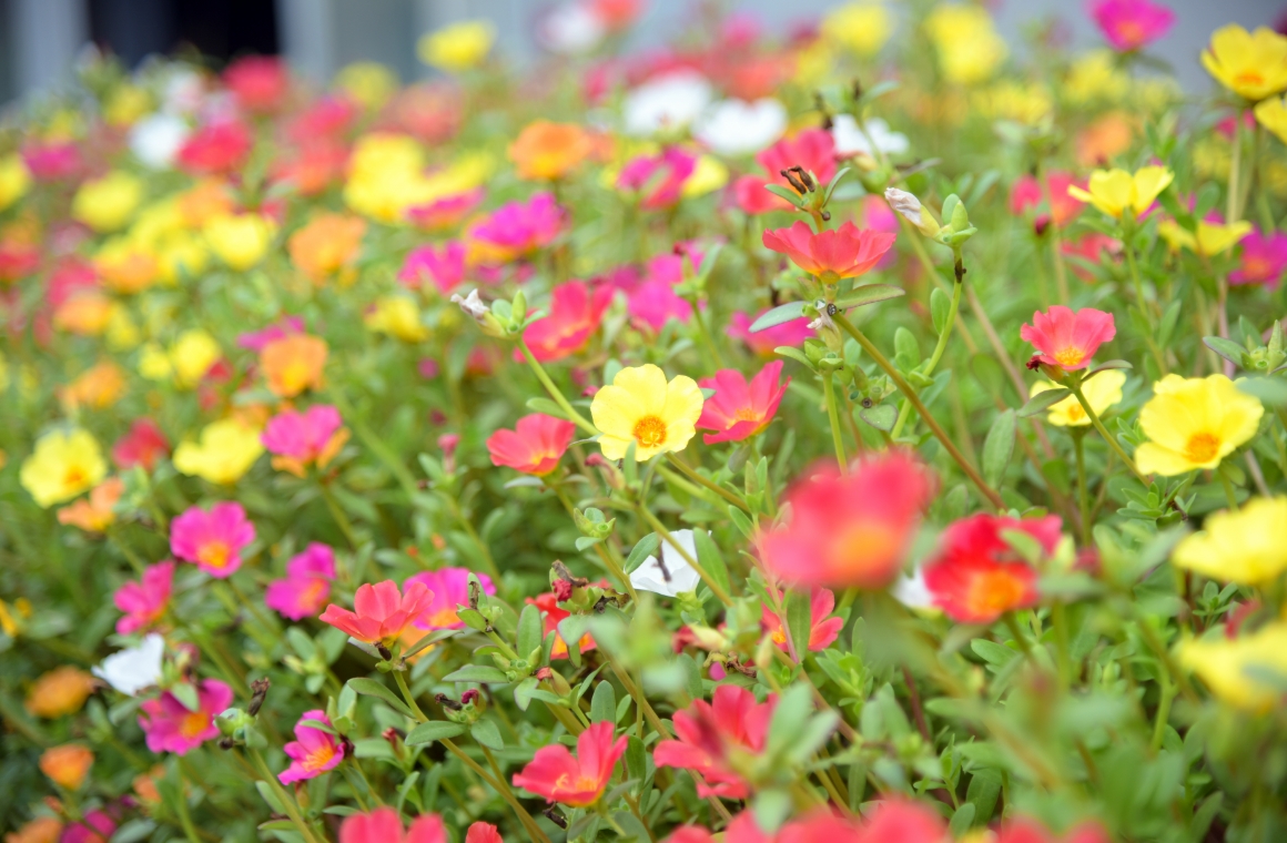 ハウス前の寄せ植えが風に揺れて気持ちよさそう