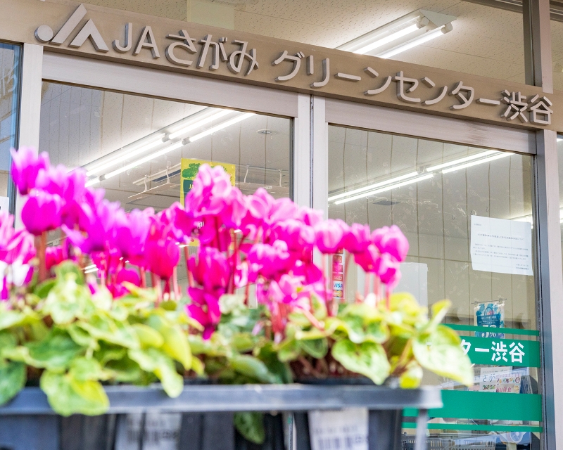 入口では季節の花がお出迎え。今日はシクラメンがキレイ