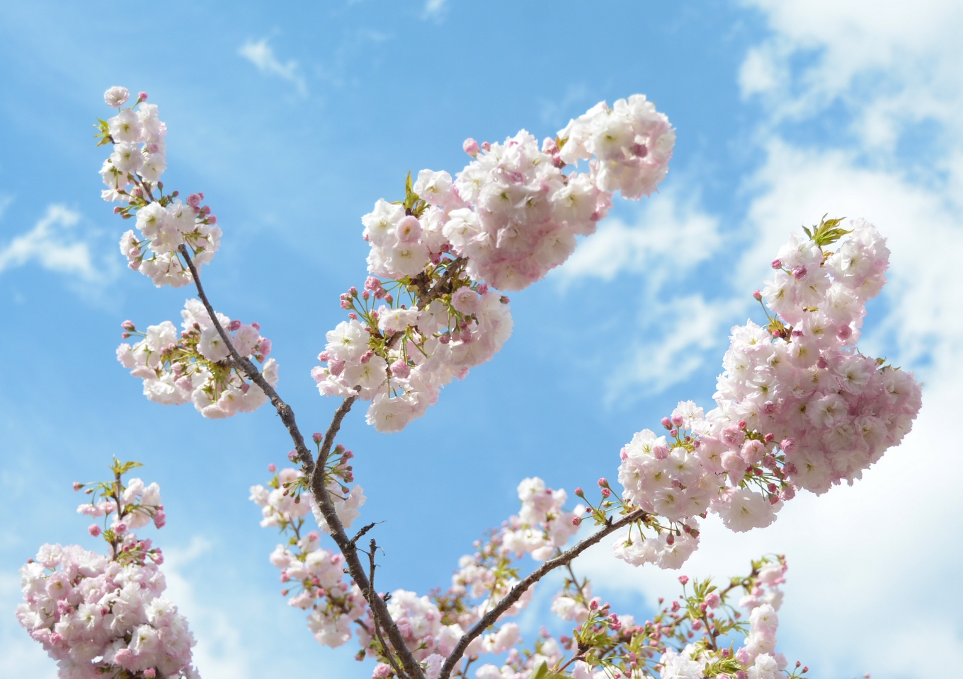 行ってみよう！　大和市内桜の名所めぐり