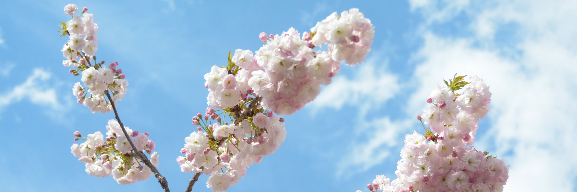 行ってみよう！　大和市内桜の名所めぐり