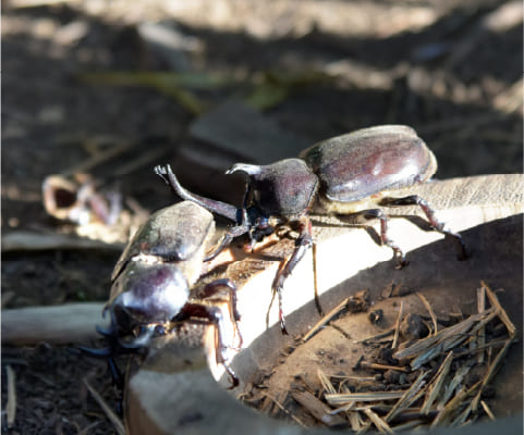 カブトムシ