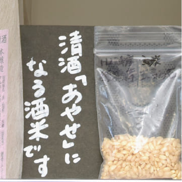 清酒「あやせ」になる酒米です