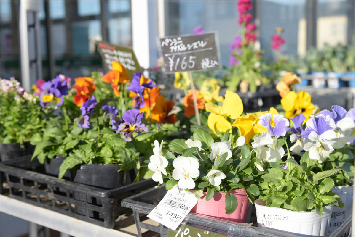 パンジーの苗