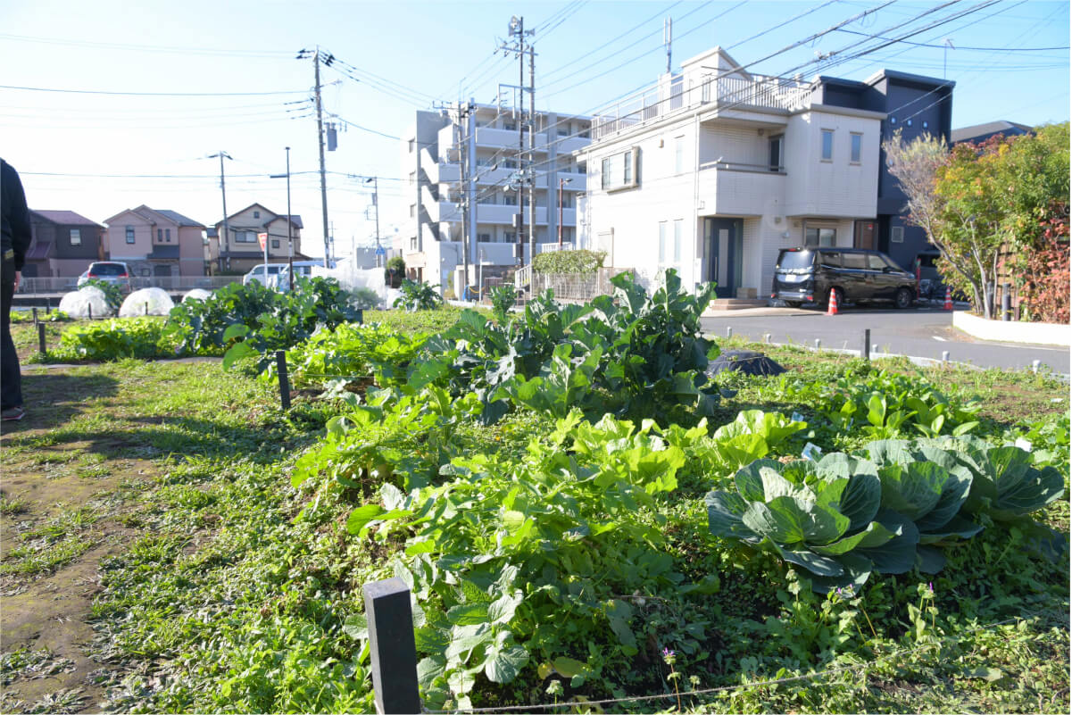 青々と瑞々しく育った野菜