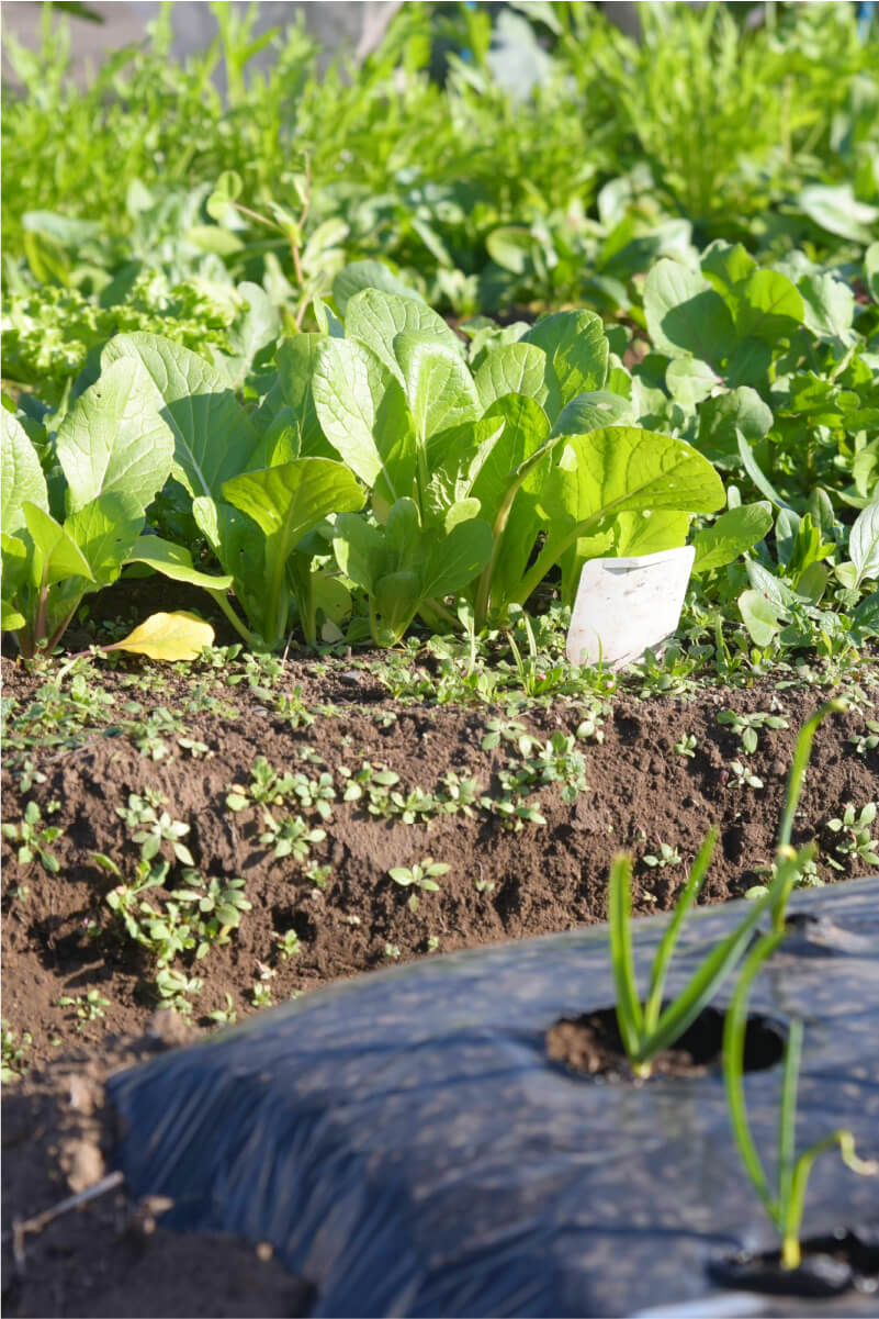 植えたばかりの苗