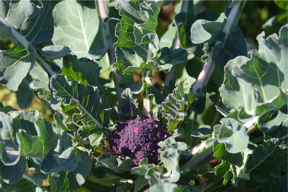 紫のブロッコリー