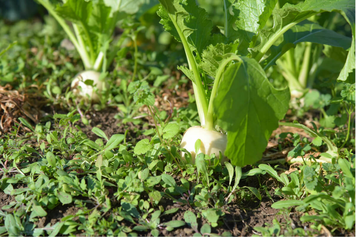 大根が立派に育っている
