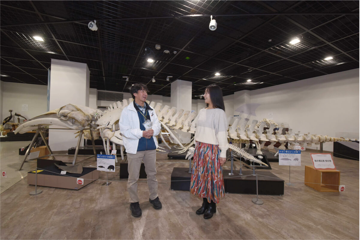 圧巻のクジラの骨格標本