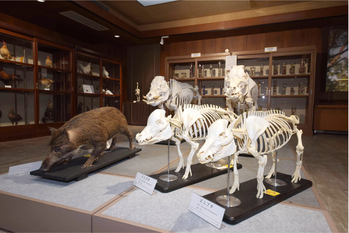 家畜や人間とパートナーとして共生する動物の標本