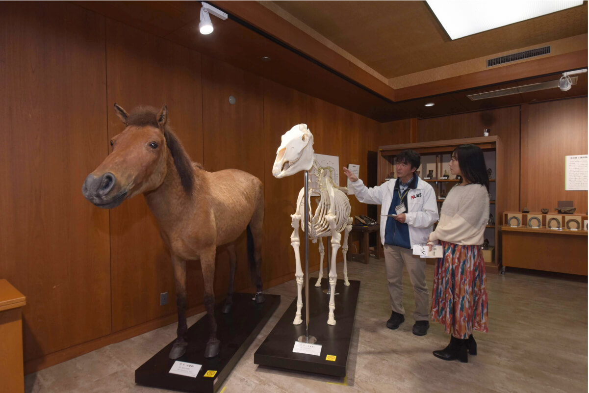 貴重な木曽馬（キソウマ）の標本