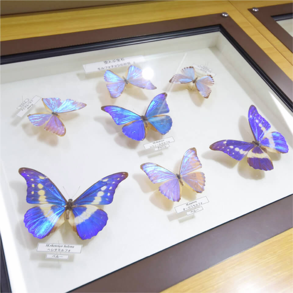 モルフォチョウ