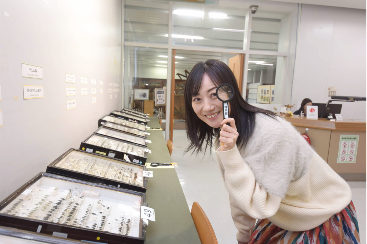 甲虫標本を展示する企画展「岩田甲虫コレクション」