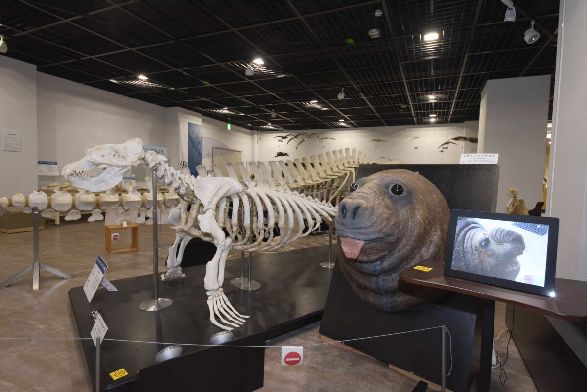 アザラシ、みなぞうくんの骨格標本と頭部の剥製