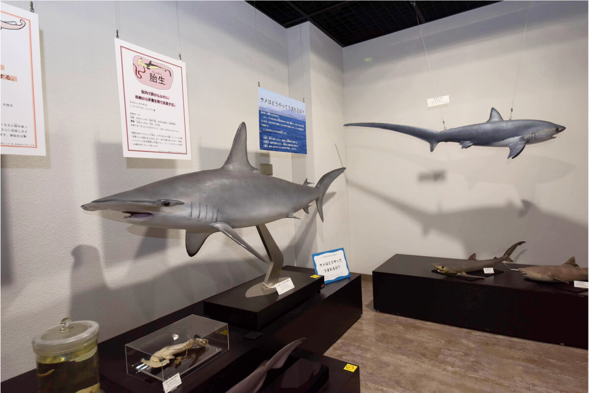 サメや魚など海で暮らす生き物の骨格