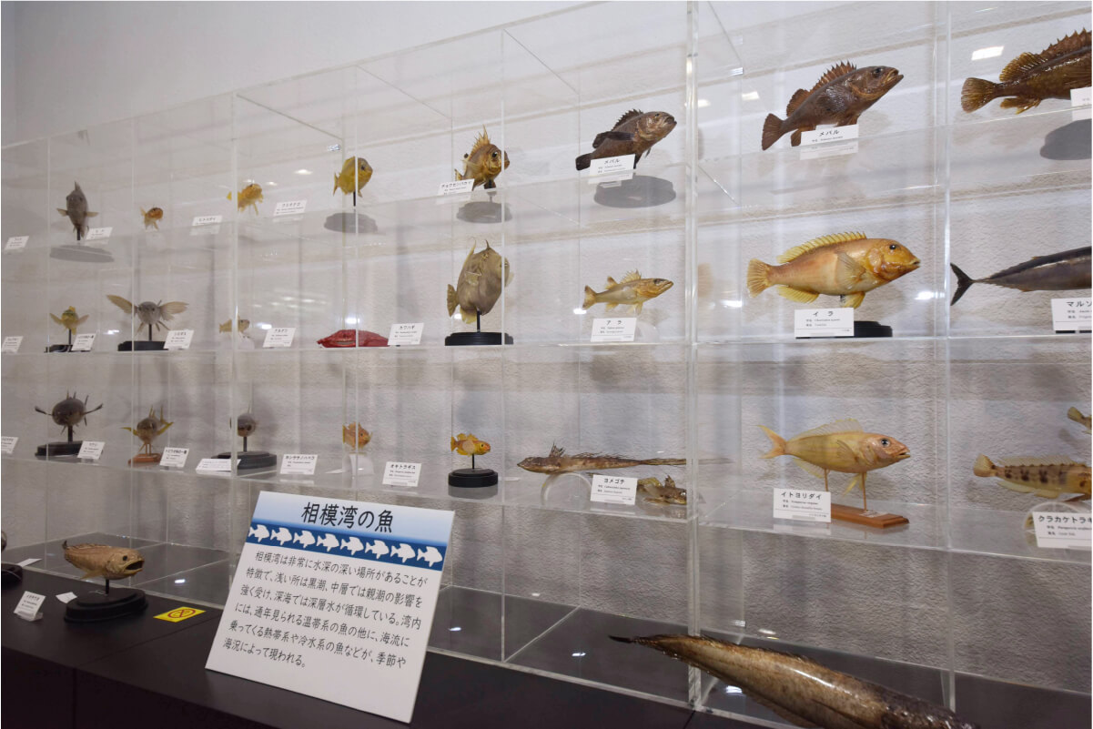 サメや魚など海で暮らす生き物の骨格