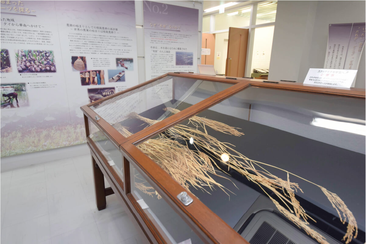 稲の起源をテーマにした標本や農具・漁具