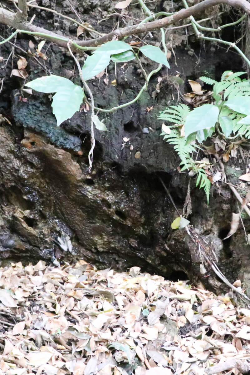 斜面から湧き出す清らかな清水