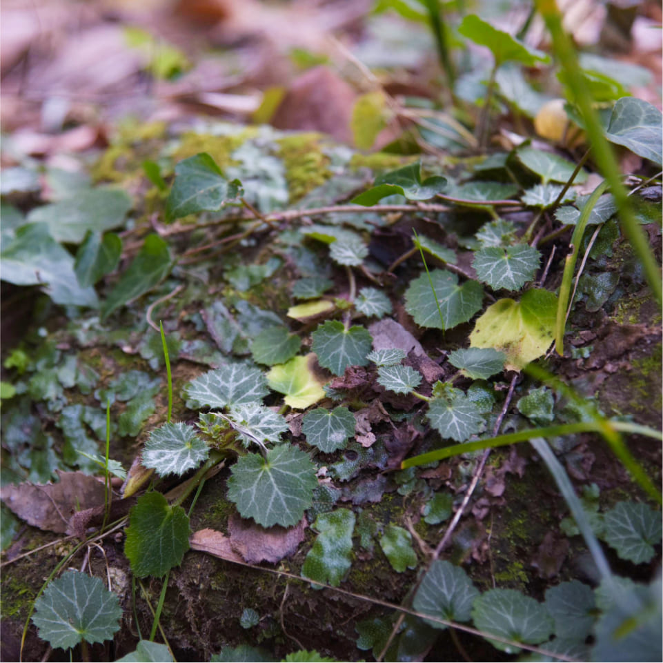 自然の景観が守られています