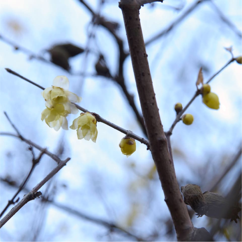 自然の景観が守られています