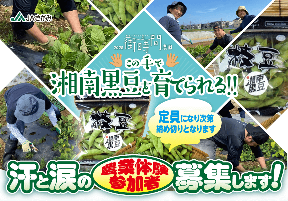 2026街時間農園、この手で湘南黒豆を育てられる!農業体験参加者募集します。
