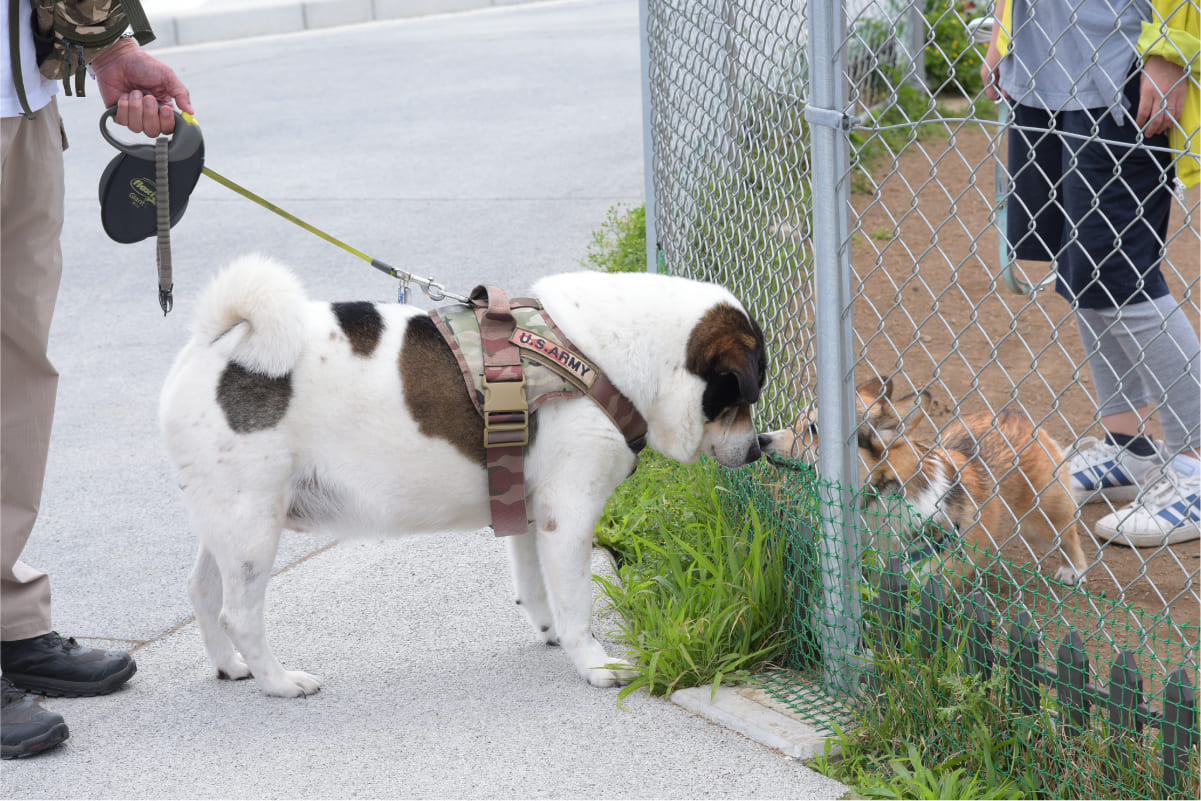 小型犬