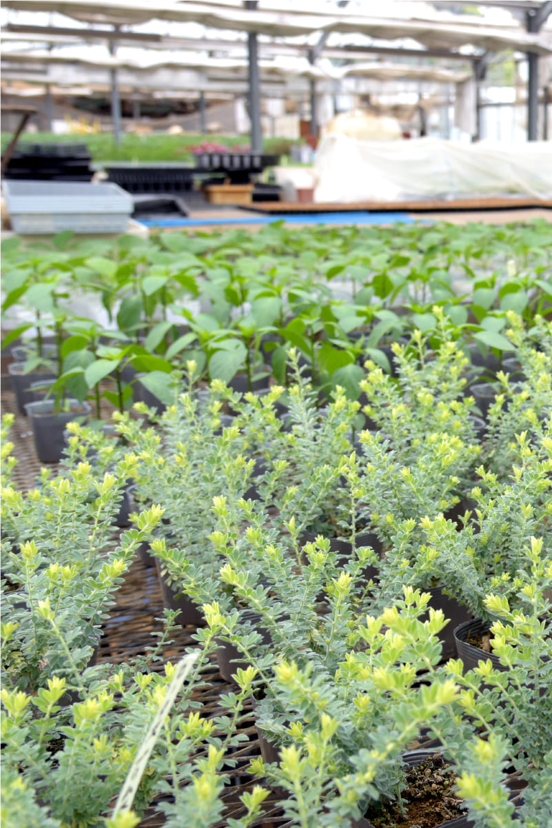 花と野菜苗のポット