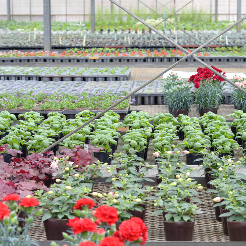 寄せ植え、ワークショップの素材