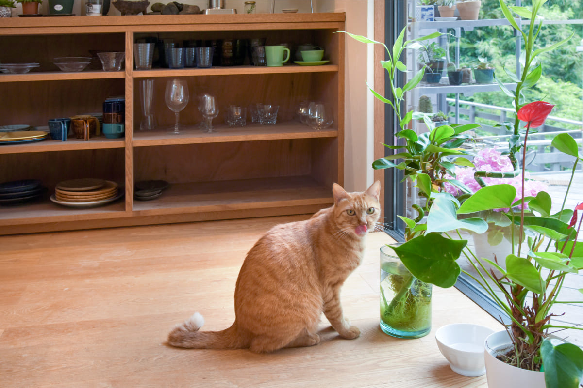 愛猫の「イズ」